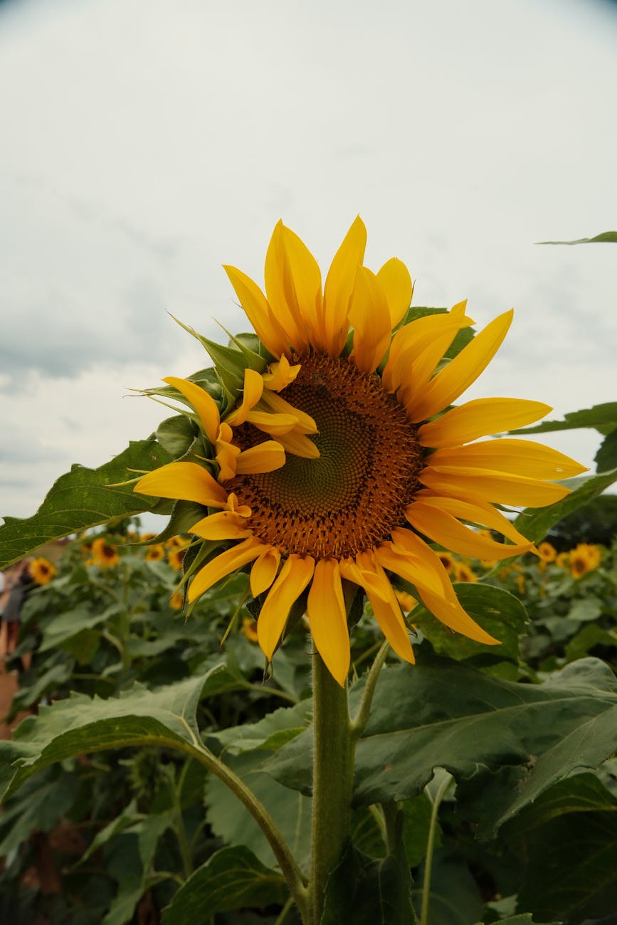 Fitness center membership growth campaign